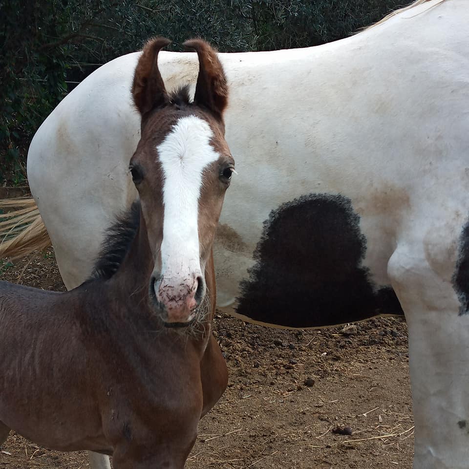 Marwari Horses Spain